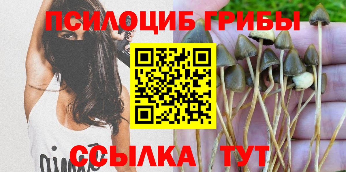 Псилоцибиновые грибы Psilocybe Верхний Уфалей